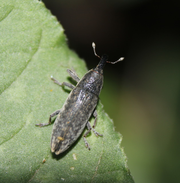 Lixus subtilis - disznóparéj-dudvabarkó