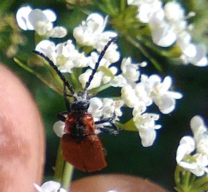 Lygistopterus sanguineus - vérbogár