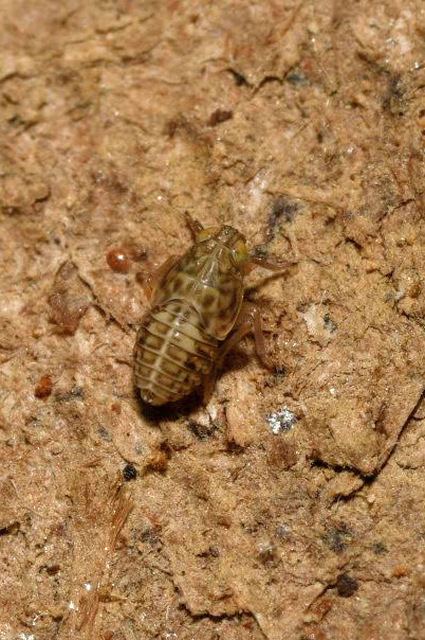 Delphacidae - sarkantyús kabócák