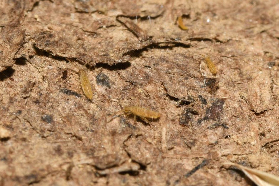Entomobryidae