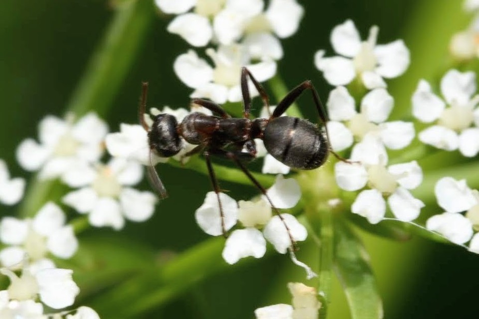 Formica cunicularia - gyakori rabszolgahangya