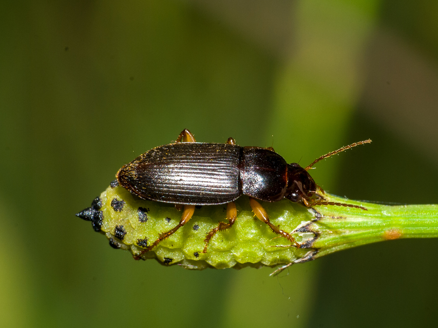 Harpalus griseus - kis selymesfutó
