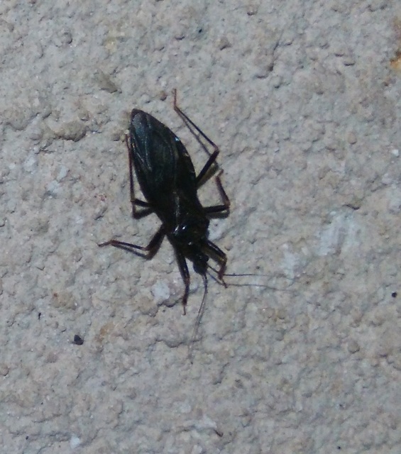 Reduvius personatus - szemetes zugpoloska
