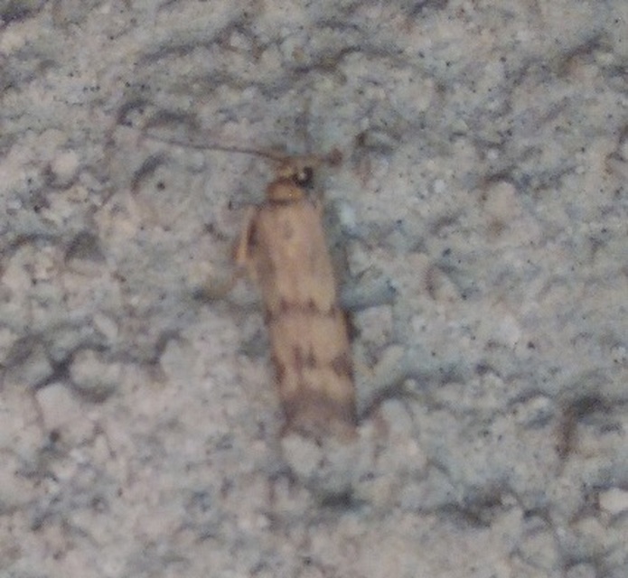 Homoeosoma sinuella - agyagsárga karcsúmoly