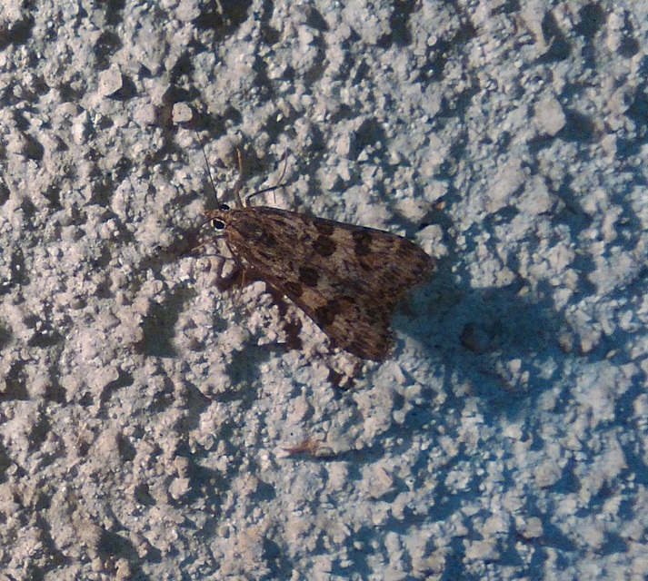 Nomophila noctuella - közönséges vándormoly