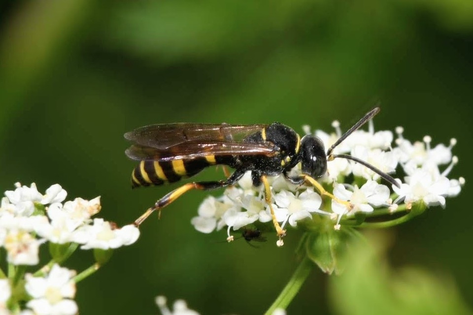 Gorytes quinquecinctus
