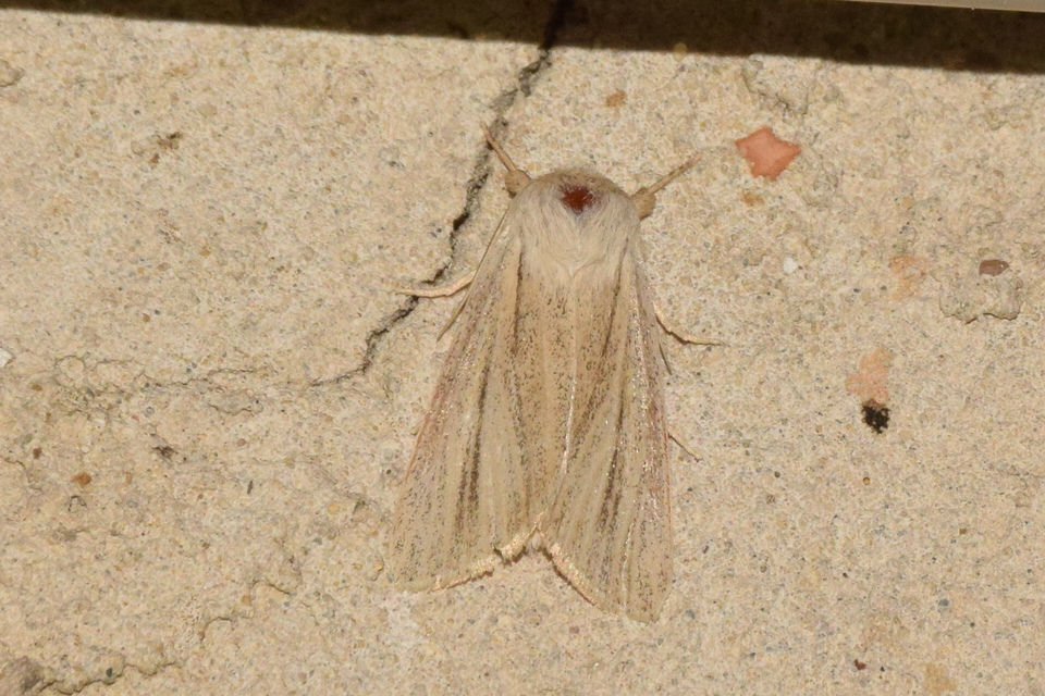 Simyra albovenosa - mocsári lándzsásbagoly Simyra albovenosa - mocsári lándzsásbagoly
