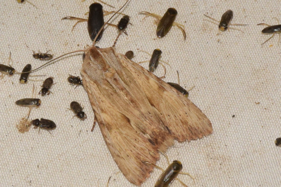 Apamea lithoxylaea - fakó dudvabagoly