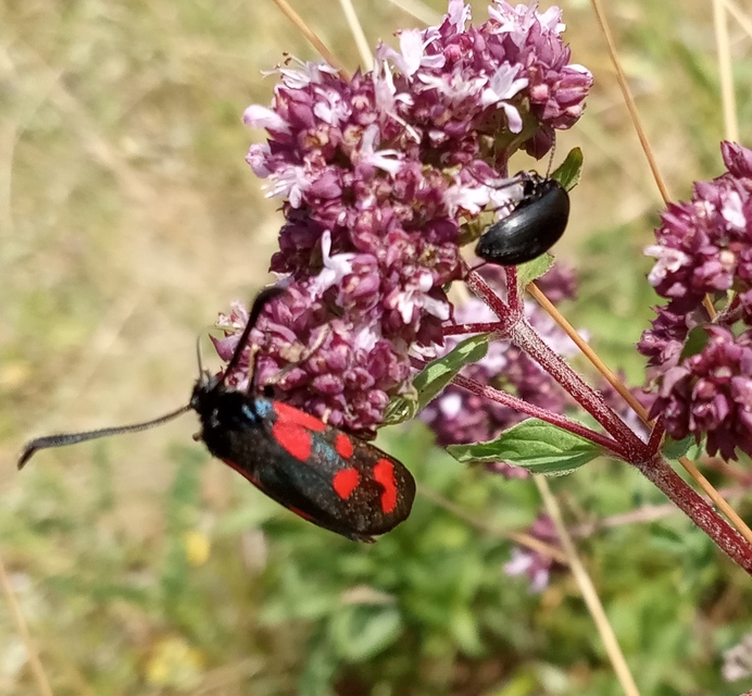 Zygaena