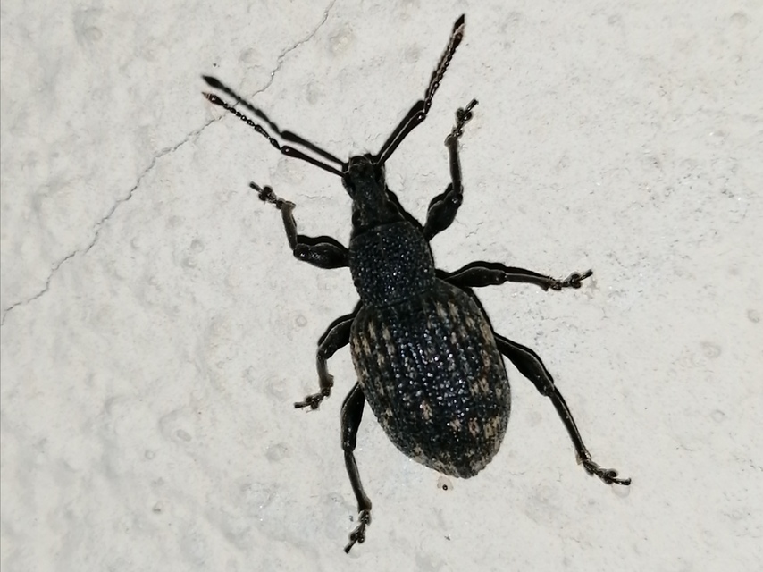 Otiorhynchus sulcatus - szálkás gyalogormányos