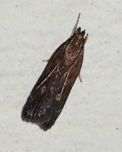 Helcystogramma triannulella - szuláksodró lápimoly