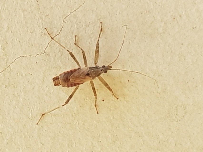 Himacerus apterus - nagy tolvajpoloska