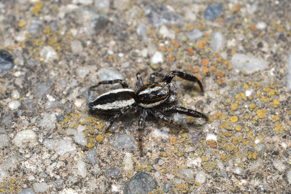 Pseudicius encarpatus - kéregugrópók