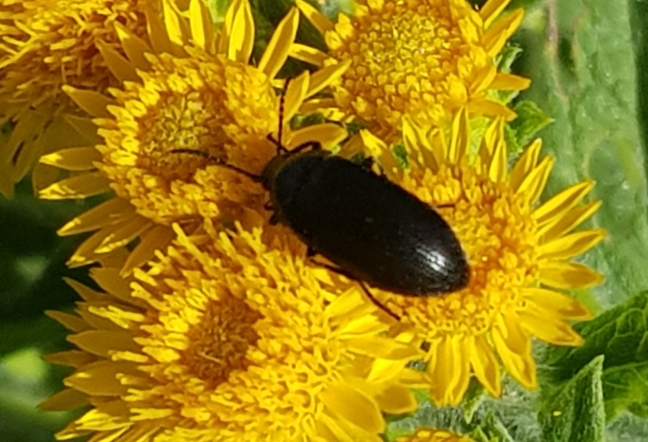 Podonta nigrita - szerecsenbogár