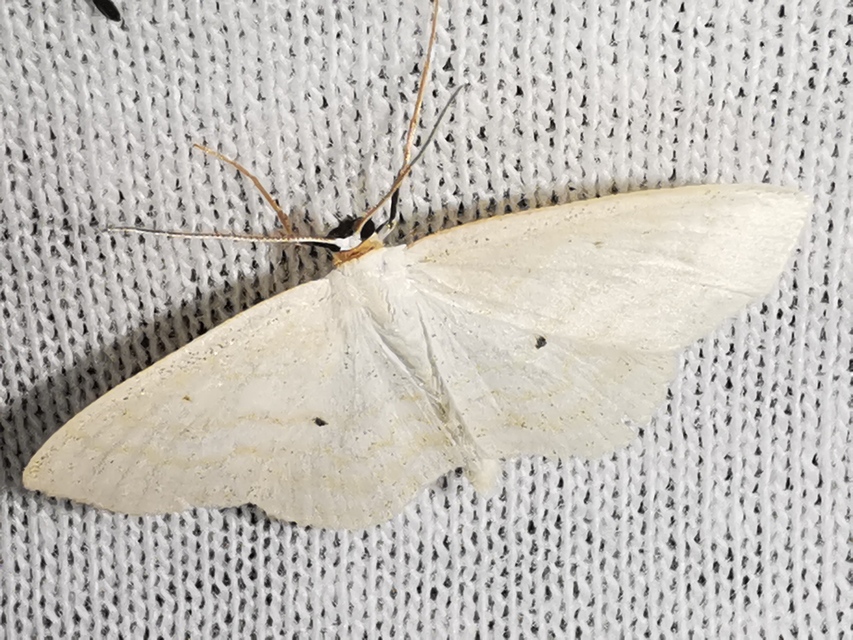 Scopula caricaria - mocsári fehéraraszoló