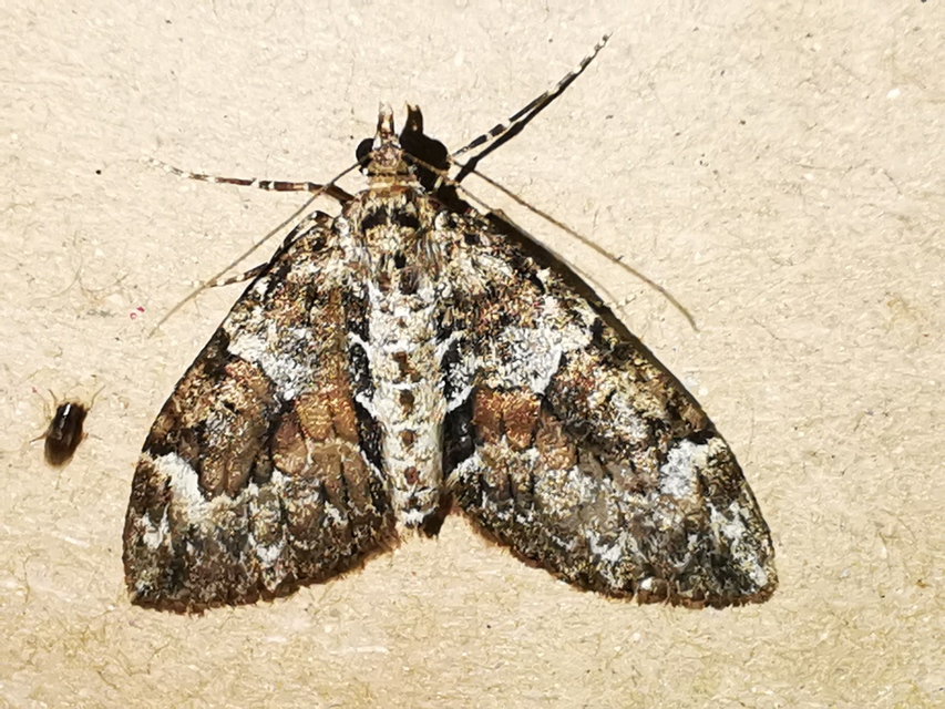 Thera variata/britannica