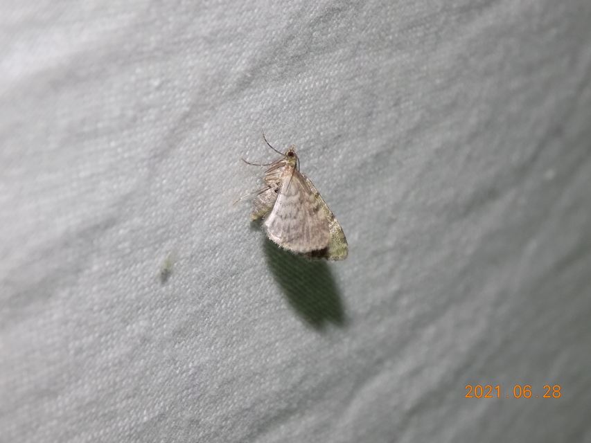 Chloroclystis v-ata - zöldes törpearaszoló