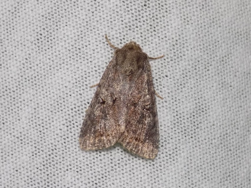 Apterogenum ypsillon - ipszilon-erdeibagoly