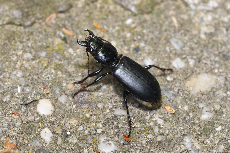 Broscus cephalotes - busafutó