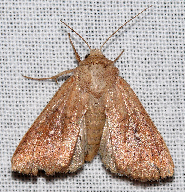 Mythimna albipuncta - fehérpettyes rétibagoly