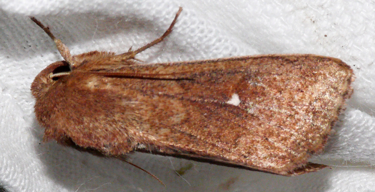 Mythimna albipuncta - fehérpettyes rétibagoly