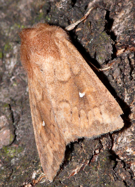 Mythimna albipuncta - fehérpettyes rétibagoly