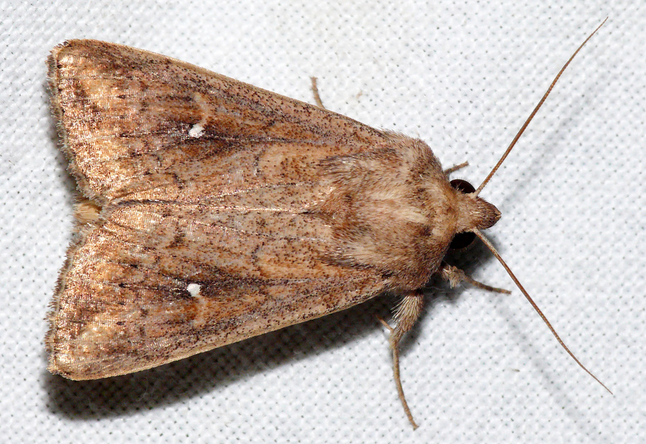 Mythimna albipuncta - fehérpettyes rétibagoly