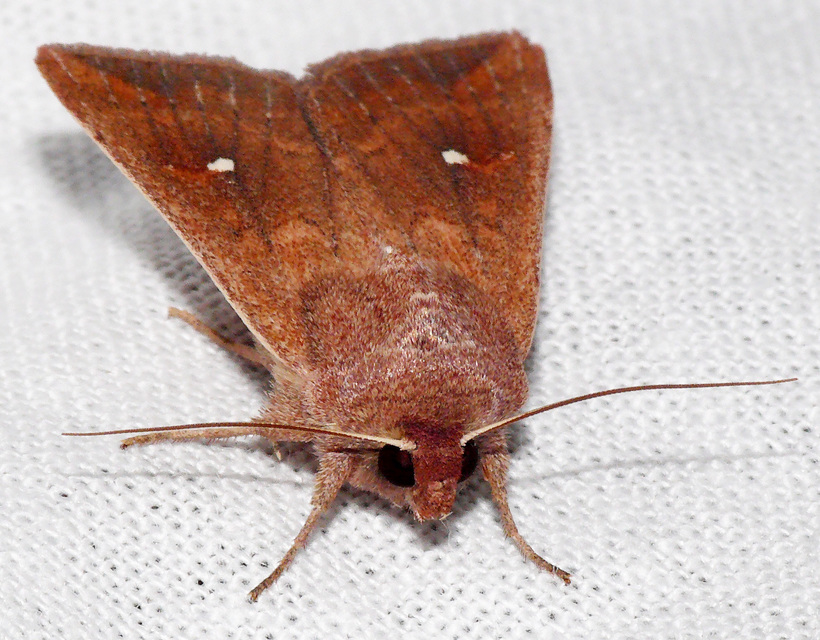 Mythimna albipuncta - fehérpettyes rétibagoly
