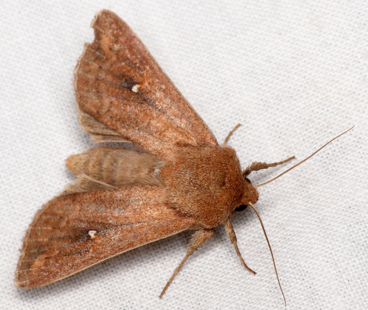 Mythimna albipuncta - fehérpettyes rétibagoly