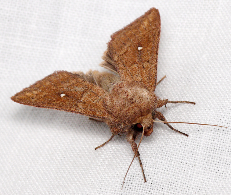 Mythimna albipuncta - fehérpettyes rétibagoly