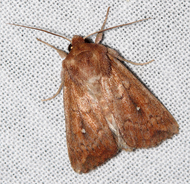 Mythimna albipuncta - fehérpettyes rétibagoly