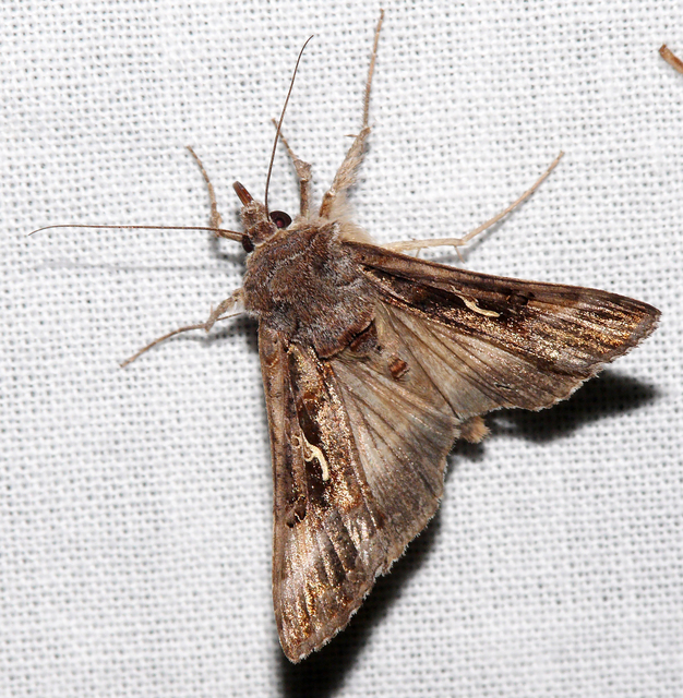 Autographa gamma - gammalepke