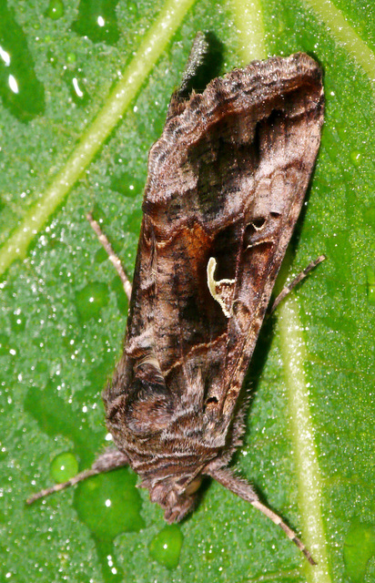 Autographa gamma - gammalepke