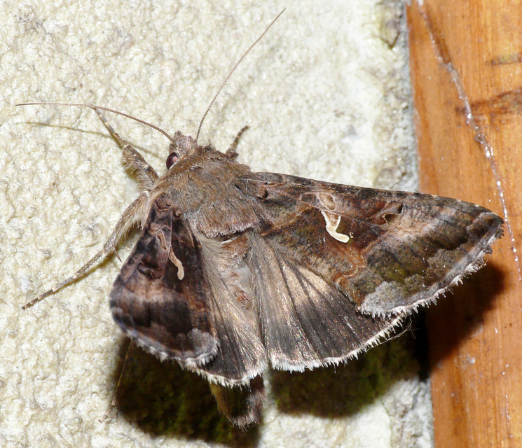 Autographa gamma - gammalepke
