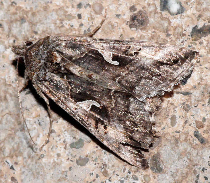 Autographa gamma - gammalepke