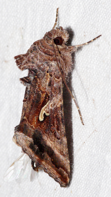 Autographa gamma - gammalepke