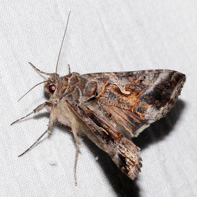 Autographa gamma - gammalepke