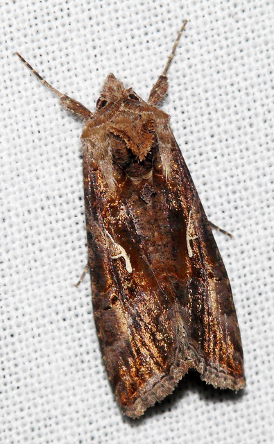 Autographa gamma - gammalepke