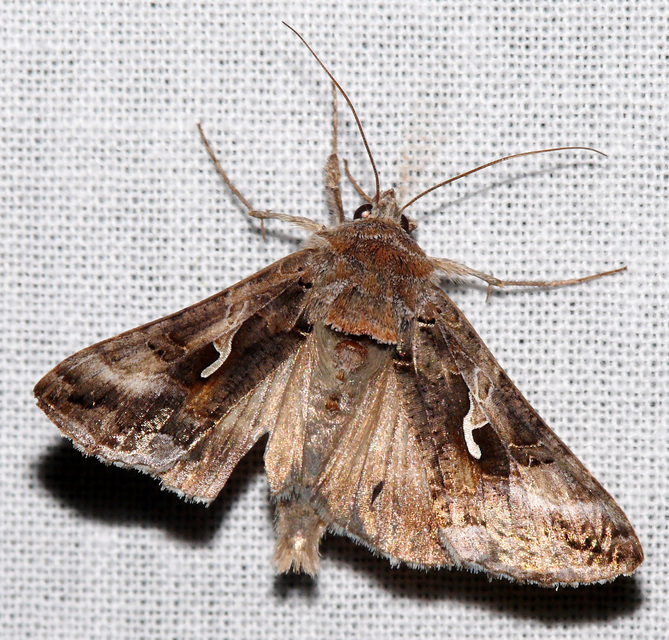 Autographa gamma - gammalepke