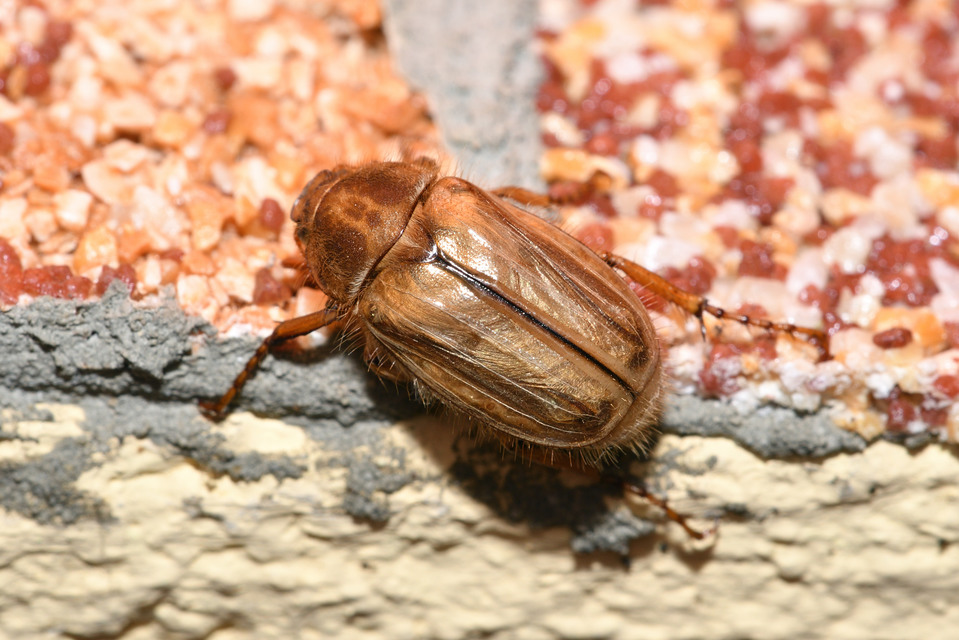 Amphimallon solstitiale - bordás sárgacserebogár