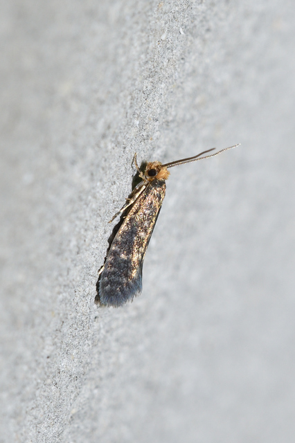 Cephimallota