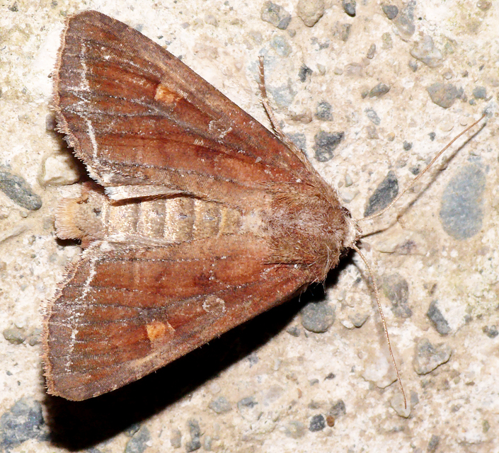 Lacanobia oleracea - saláta-kertibagoly