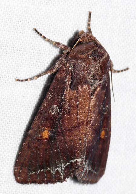 Lacanobia oleracea - saláta-kertibagoly
