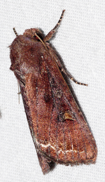 Lacanobia oleracea - saláta-kertibagoly