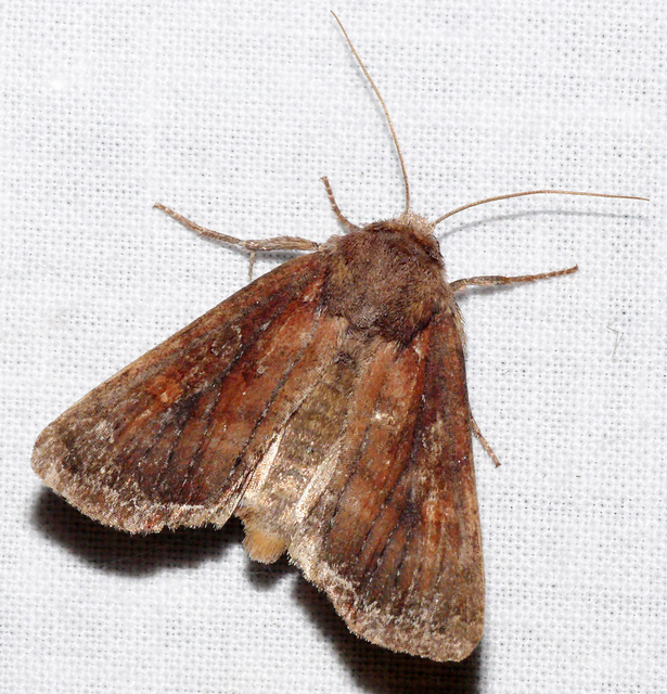 Lacanobia oleracea - saláta-kertibagoly