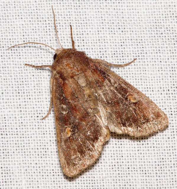 Lacanobia oleracea - saláta-kertibagoly