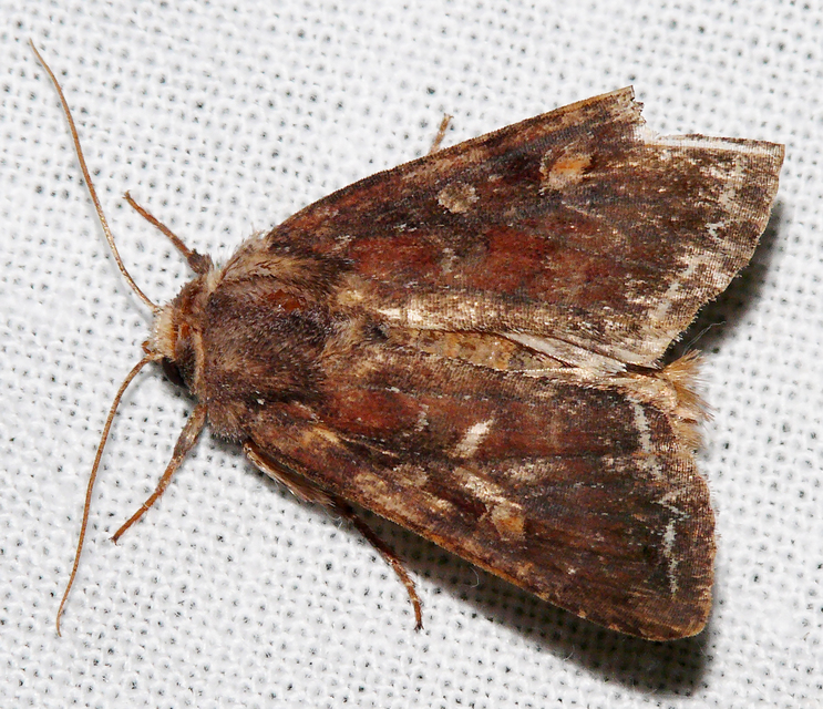 Lacanobia oleracea - saláta-kertibagoly
