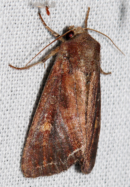 Lacanobia oleracea - saláta-kertibagoly