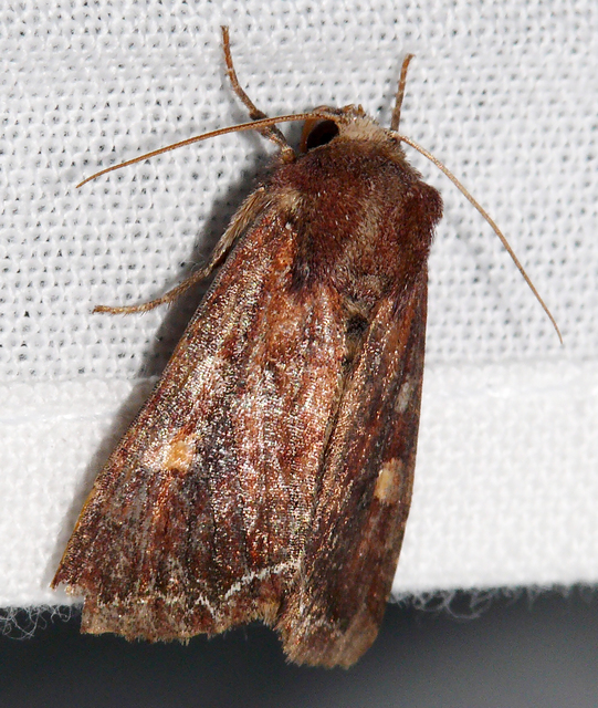 Lacanobia oleracea - saláta-kertibagoly