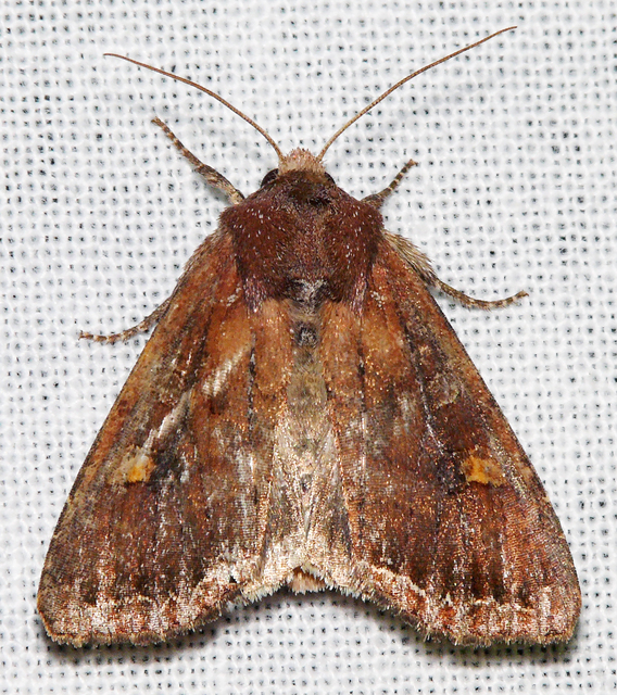 Lacanobia oleracea - saláta-kertibagoly